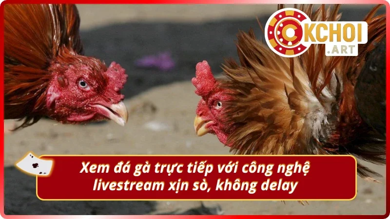 Trải nghiệm xem đá gà trực tiếp với công nghệ live cực xịn